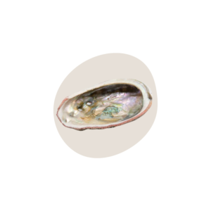 Abalone Schelp